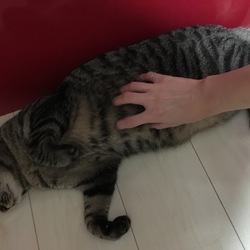 「最近のにゃー達」サムネイル2