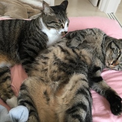 「最近のにゃー達」サムネイル3