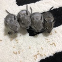 デグーマウス赤ちゃん 1ヶ月半