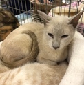 シャム猫の男の子(1〜2才)
