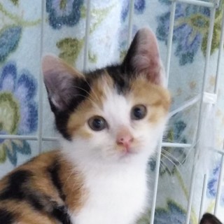 三毛猫ミコちゃん、もうすぐ2ヶ月、マコちゃんと姉妹