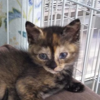 サビ猫マコちゃん、1ヶ月半、ミコちゃんと姉妹