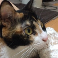 みーこ