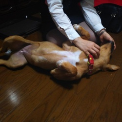 「鯵の開き・・改めエマの開き」サムネイル1