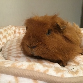 素敵なご家族が決まりました。ありがとうございます。