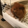 素敵なご家族が決まりました。ありがとうございます。 サムネイル3