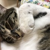 ムサシ