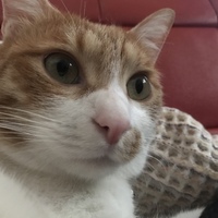 シャン