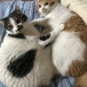 の写真