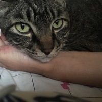 たびきち