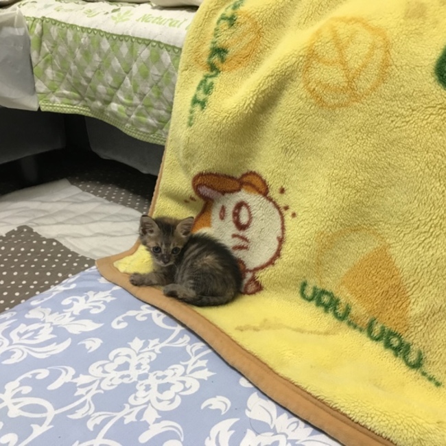 ねこのめしつかいのカバー写真