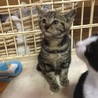 トラ模様の赤ちゃんです サムネイル7