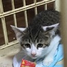 サバシロの子猫ちゃんです サムネイル7