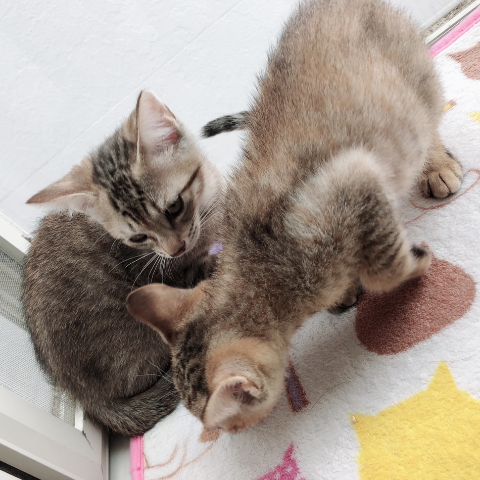 シンバのカバー写真