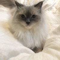 ろはん