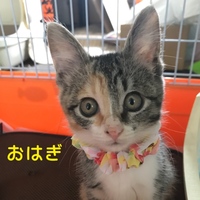 おはぎ