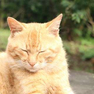 すごい鍵しっぽ、茶トラの「ハテナ」。