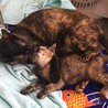 我が家のネコ殿