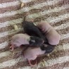 我が家で生まれたラットちゃんです☆ サムネイル4