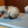シャム系1カ月半、愛情たっぷりママ猫と一緒に サムネイル4