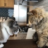 ちーたろ