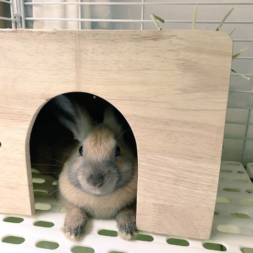 おきにいりハウス