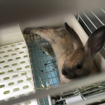 ながーい