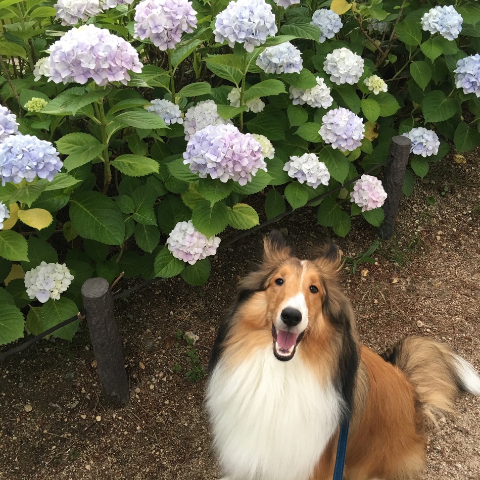 リンのカバー写真