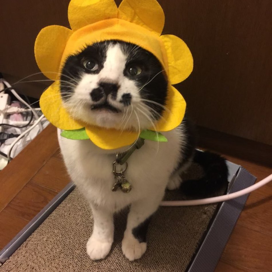 ぶうちゃんのカバー写真