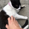 近所に現れた頃のぶうちゃん。