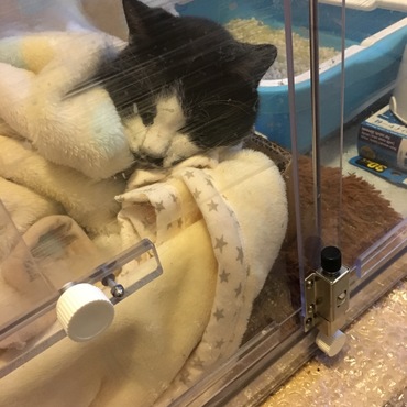 自宅の酸素ハウスで手術の日を待つぶうちゃん。