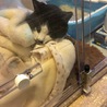 自宅の酸素ハウスで手術の日を待つぶうちゃん。