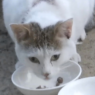 公園のアレルギー性皮膚炎の猫です！里親急募！！