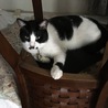 夏に涼しい部屋で過ごすぶうちゃん。