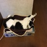 飼い主の帰宅を熟睡で迎えるぶうちゃん。