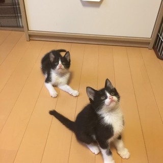 とにかく可愛いハチワレ仔猫姉妹