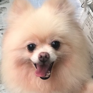 ポメラニアンの成犬