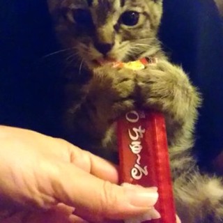 【おうち決定☆】　キジトラ男の子①