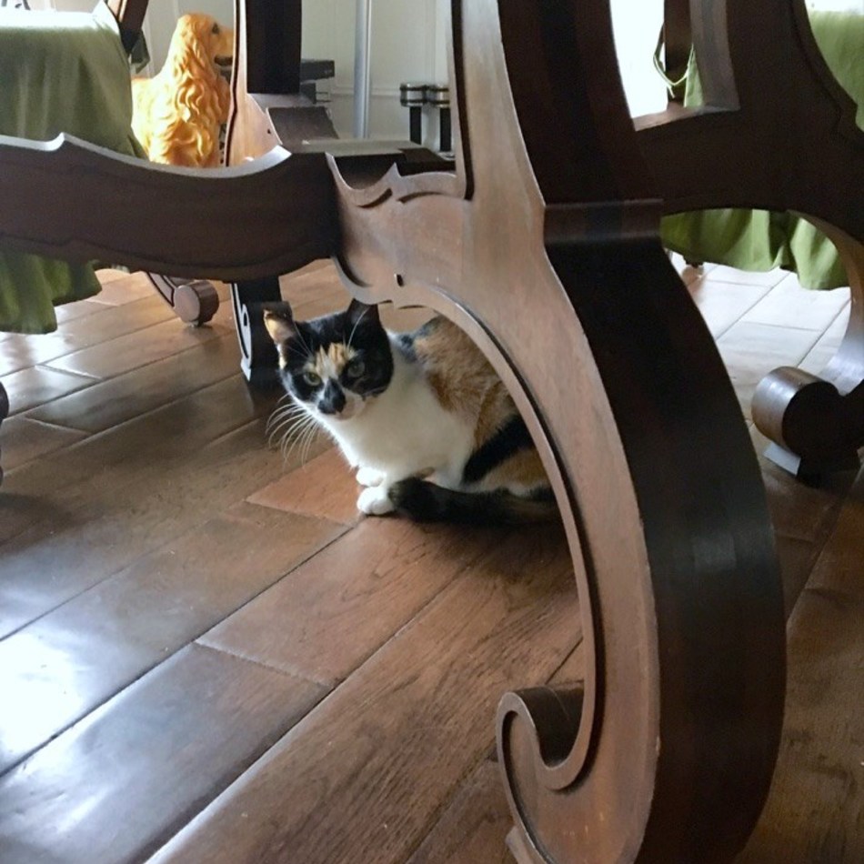 花のカバー写真