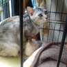 シャム系1カ月半、愛情たっぷりママ猫と一緒に サムネイル6