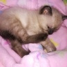 シャム系1カ月半、愛情たっぷりママ猫と一緒に サムネイル7