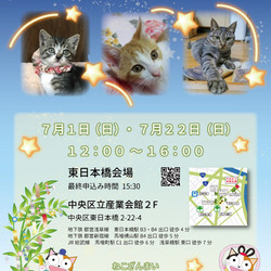 ねこざんまい譲渡会@東日本橋
