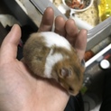 ハムスター募集