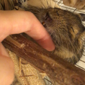 生後半年のデグーちゃん(♀)
