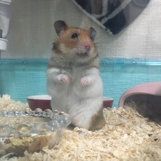 大至急里親募集