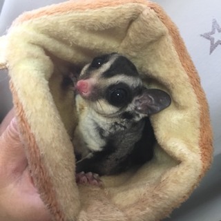 フクロモモンガの里親募集 オス １歳