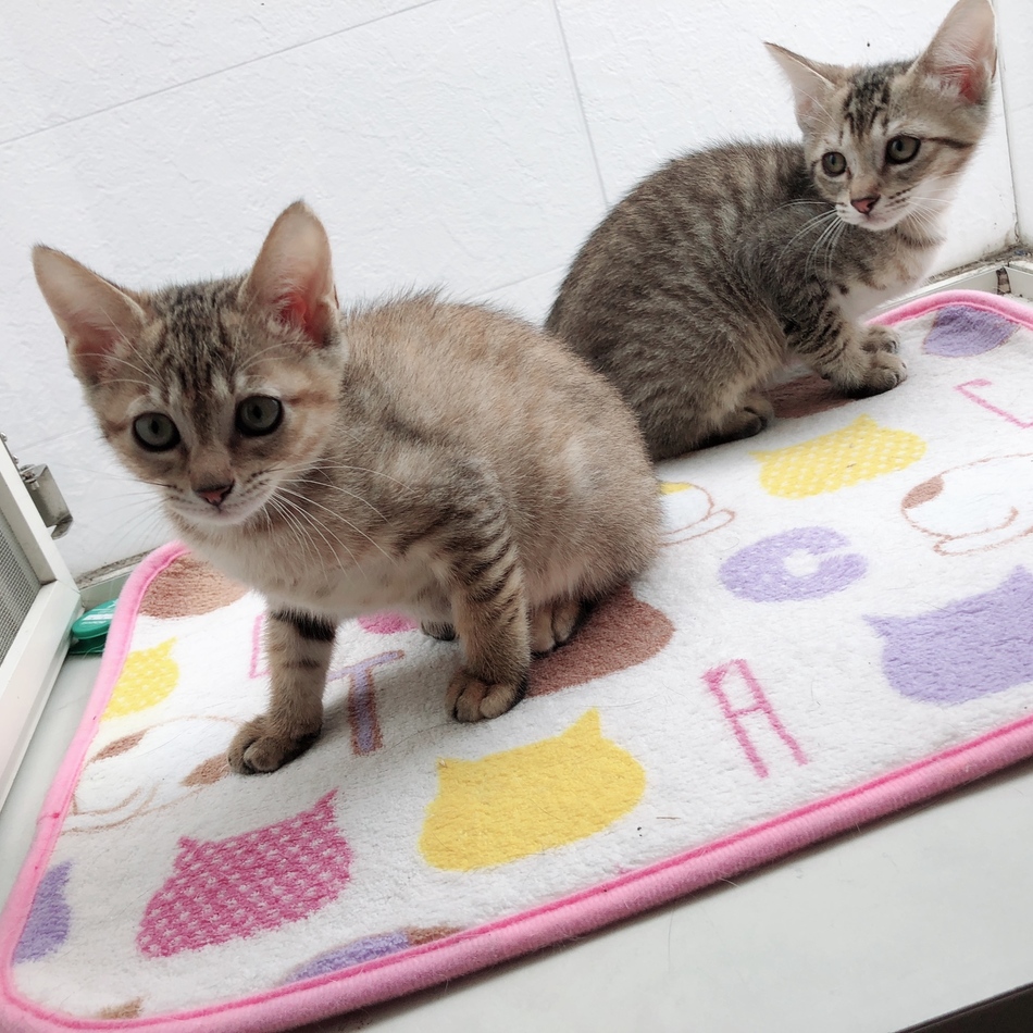 ラナのカバー写真