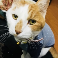 チャッキー