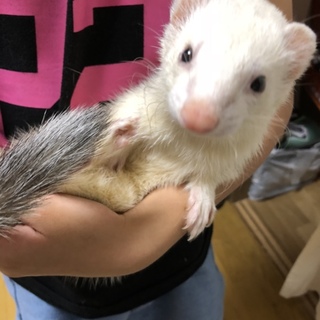 ピーターソンフェレットの女の子です