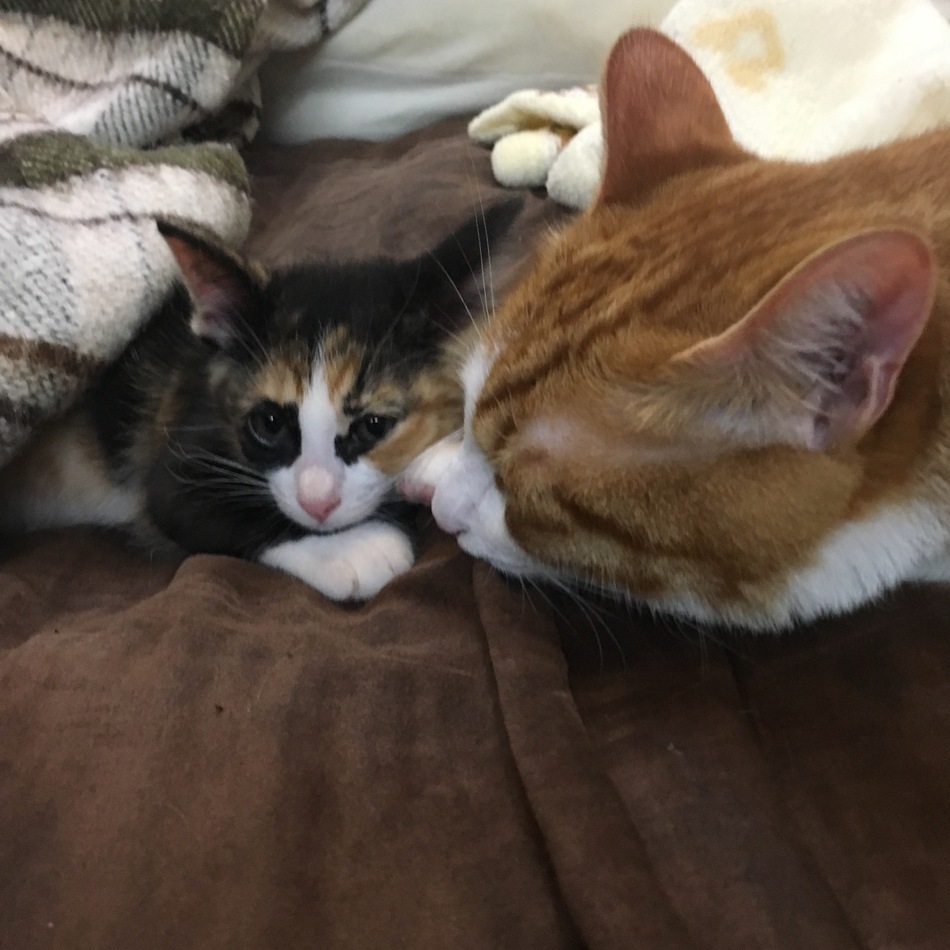 あずきのカバー写真